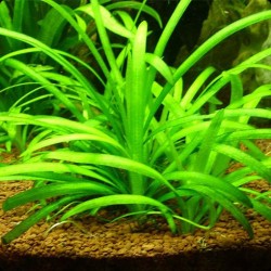 Sagittaria subulata