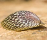 Septaria Porcellana-Slatkovodni Prilepak