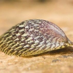 Septaria Porcellana-Slatkovodni Prilepak