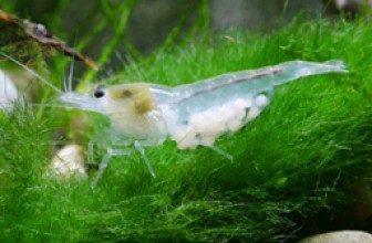 Snowball Shrimp