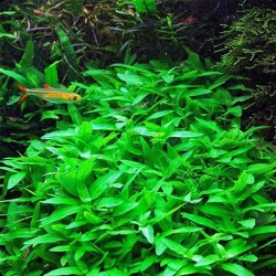 Staurogyne repens