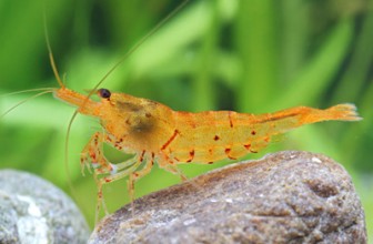 Tangerine Tiger