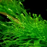 Taxiphyllum barbieri