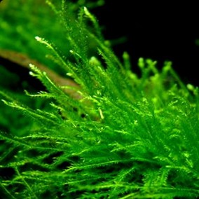 Taxiphyllum barbieri