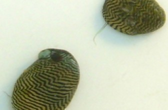 Theodoxus astrachanicus