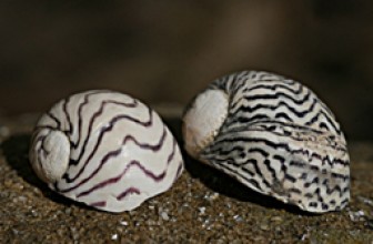 Theodoxus danubialis