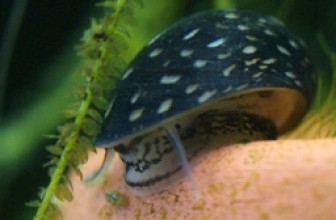 Theodoxus fluviatilis