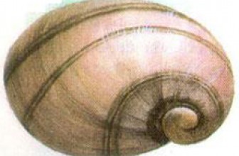 Theodoxus transversalis