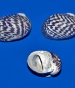 Theodoxus danubialis-Dunavska nerita