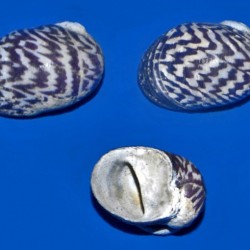 Theodoxus danubialis-Dunavska nerita