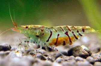 Tiger Shrimp