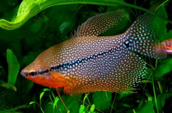 Razmnožavanje Trichogastera I deo