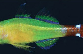 Nova vrsta goby-ja otkrivena u Indoneziji