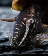 Tylomelania Sp.-Rabbit snail