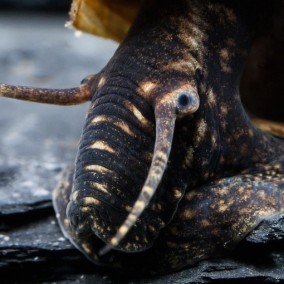 Tylomelania Sp.-Rabbit snail