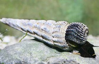 Tylomelania gemmifera