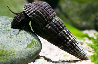 Tylomelania patriarchalis