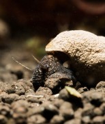 Tylomelania perfecta – kameni puz