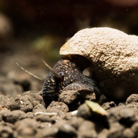 Tylomelania perfecta – kameni puz