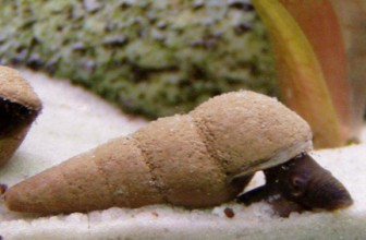 Tylomelania perfecta