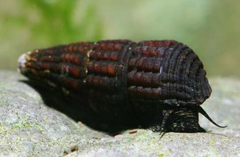 Tylomelania towutica