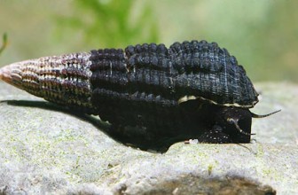 Tylomelania zeamais