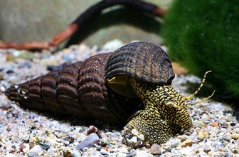 Tylomelanito wutensis