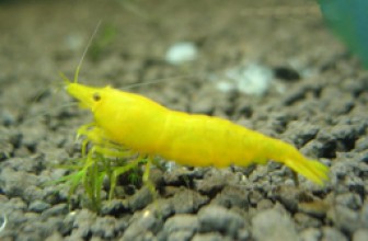 Yellow Shrimp
