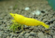 Yellow Shrimp