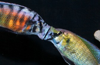 Zašto su ciklidi agresivni?