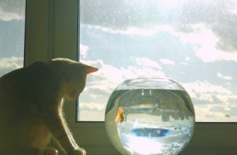 Šta je akvaristika?