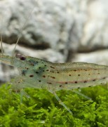 Caridina multidentata – amano kozica