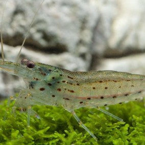 Caridina multidentata – amano kozica