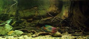 Uređenje akvarijuma za američke ciklide