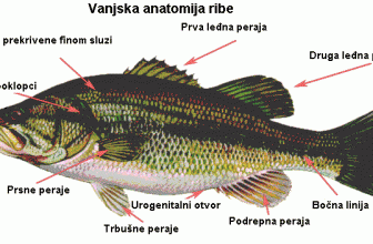 Osnovna anatomija ribe