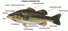 Osnovna anatomija ribe