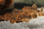 Ancistrus sp. LDA16