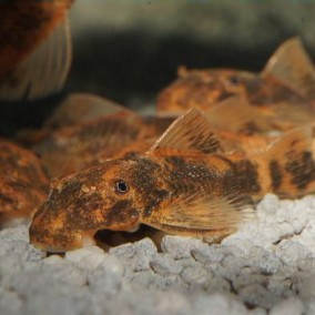 Ancistrus sp. LDA16