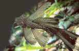 Ancistrus- Ancistrus-cf. cirrhosus