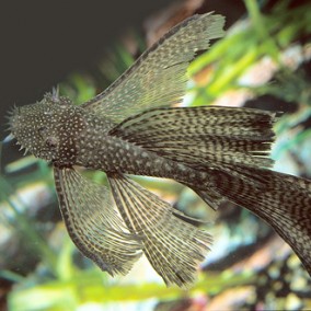 Ancistrus- Ancistrus-cf. cirrhosus
