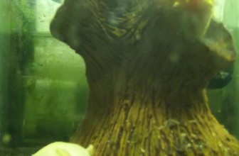 Ancistrus