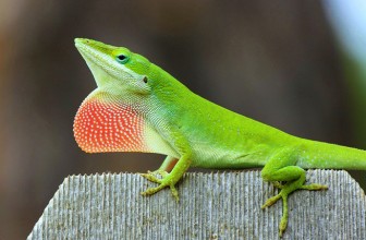 Anolis carolinensis