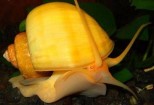 Pomacea brigesii – amazonac