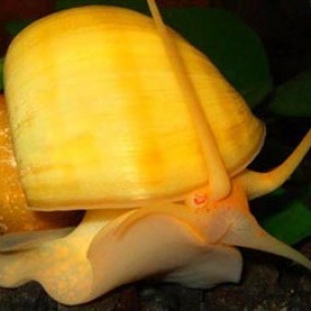 Pomacea brigesii – amazonac
