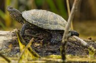 Šta raditi ukoliko pronađete barsku kornjaču!?