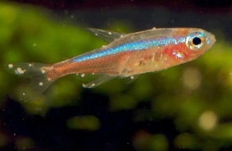 Ichtyophtirius multifiliis-Ich