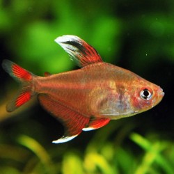 Hyphessobrycon sp. White fin
