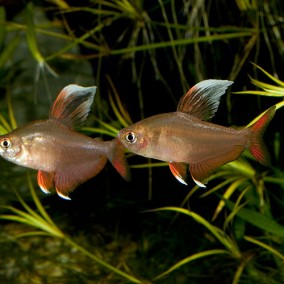 Hyphessobrycon bentosi-bentozi tetra