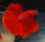 Betta splendens – borac mužjak