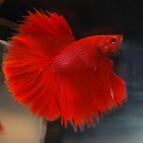 Betta splendens – borac mužjak